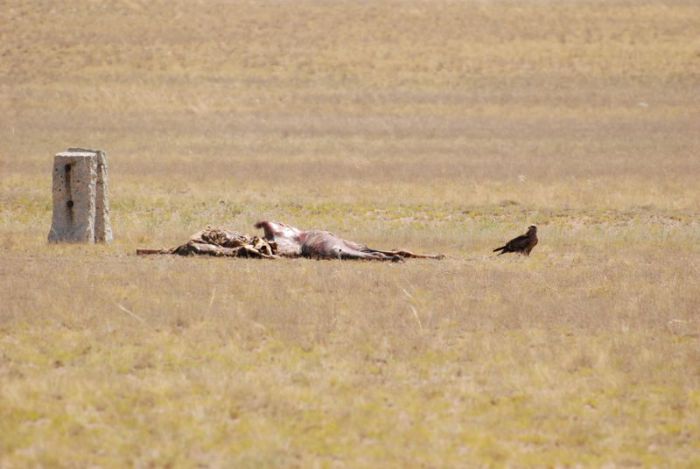 043. kadaver met roofvogel.jpg